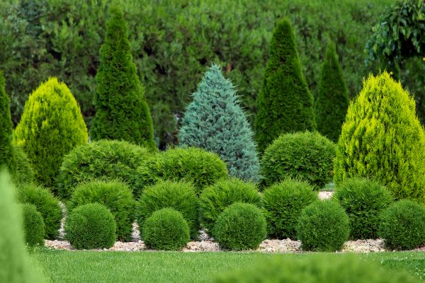 Bush Trimming Service in Poughkeepsie