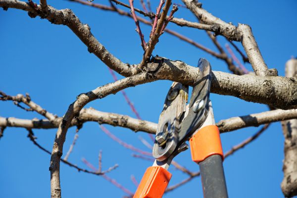 Selective Pruning in Poughkeepsie
