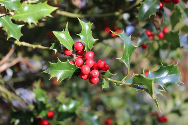 Holly Tree Trimming in Poughkeepsie