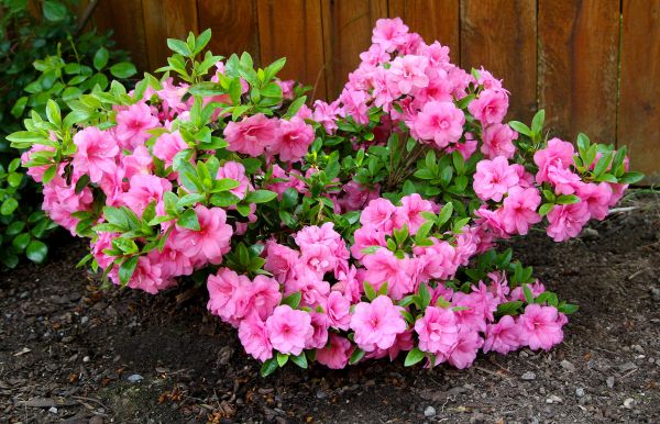 Azaleas Removal in Poughkeepsie