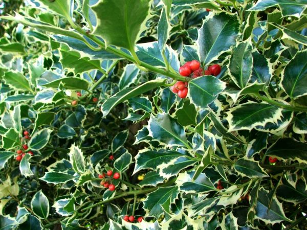 Holly Bushes Trimming in Poughkeepsie