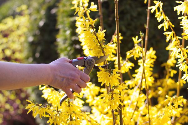 Forsythia Pruning in Poughkeepsie