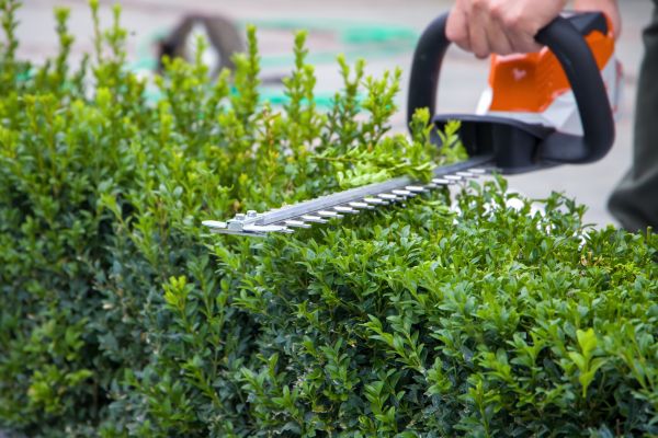 Evergreen Hedge Trimming in Poughkeepsie