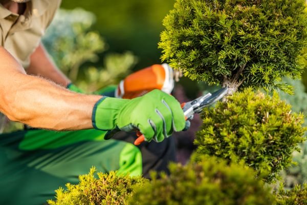 Landscape Pruning Service in Poughkeepsie