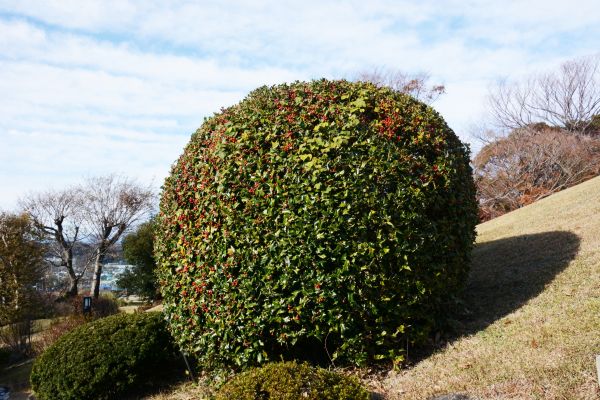 Holly Shrub Pruning in Poughkeepsie