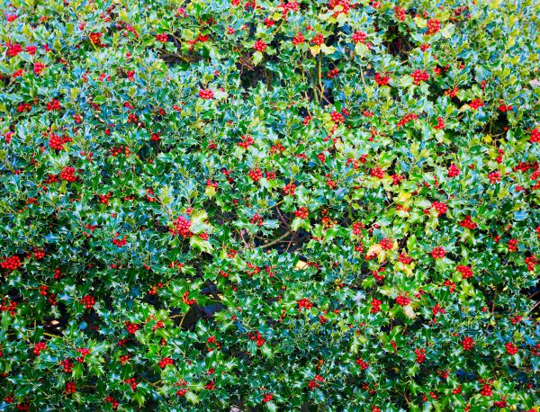 Holly Bush Removal in Poughkeepsie