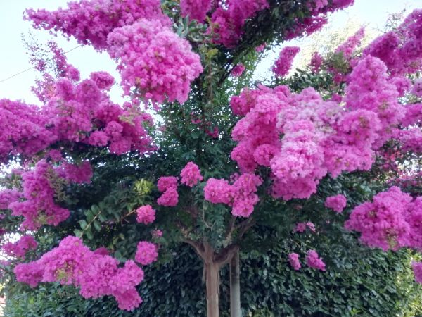 Crape Myrtle Pruning in Poughkeepsie