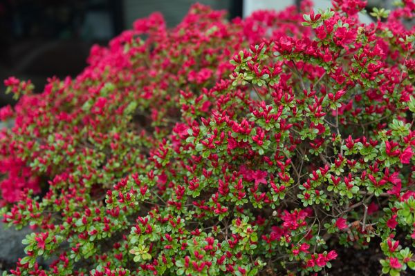 Weigela Removal Service in Poughkeepsie