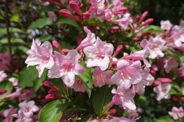 Weigela Pruning Service in Poughkeepsie