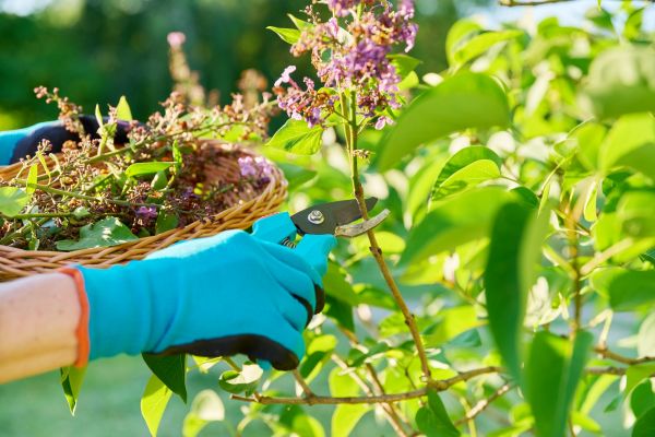 Lilac Trimming Service in Poughkeepsie