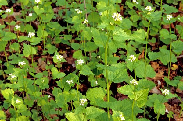 Garlic Mustard Removal in Poughkeepsie
