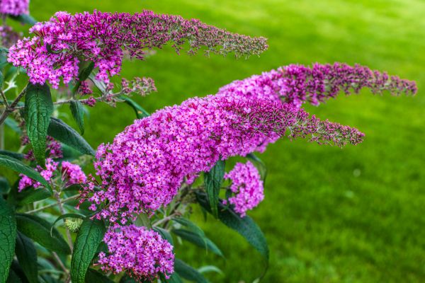 Butterfly Bush Removal in Poughkeepsie