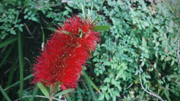 Bottlebrush Pruning in Poughkeepsie