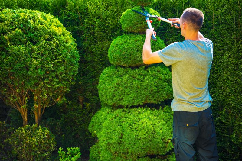 Evergreen Shrub Pruning