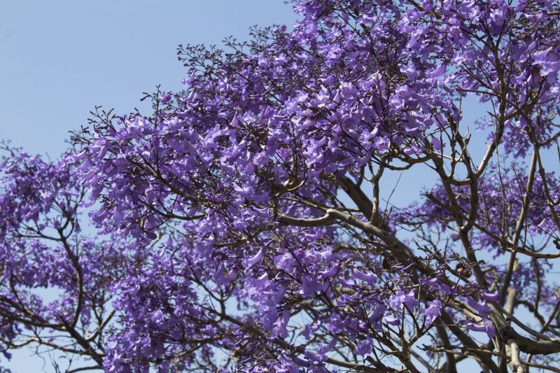 Jacaranda Pruning